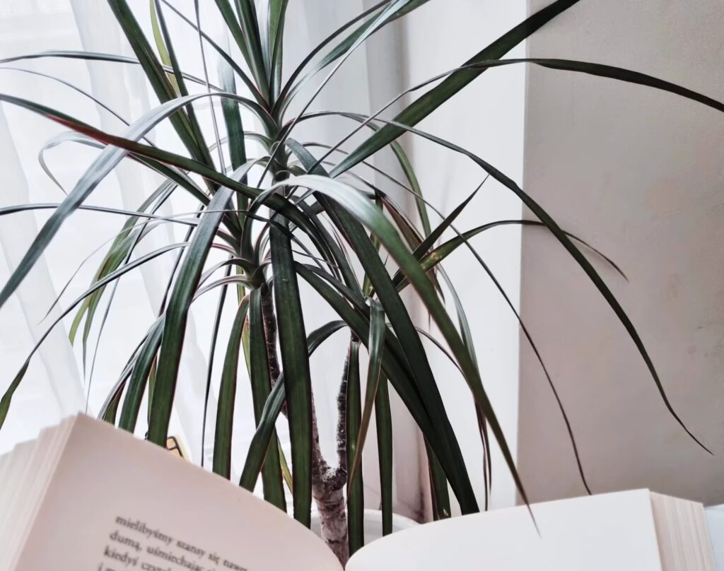 Książka z kwiatkiem